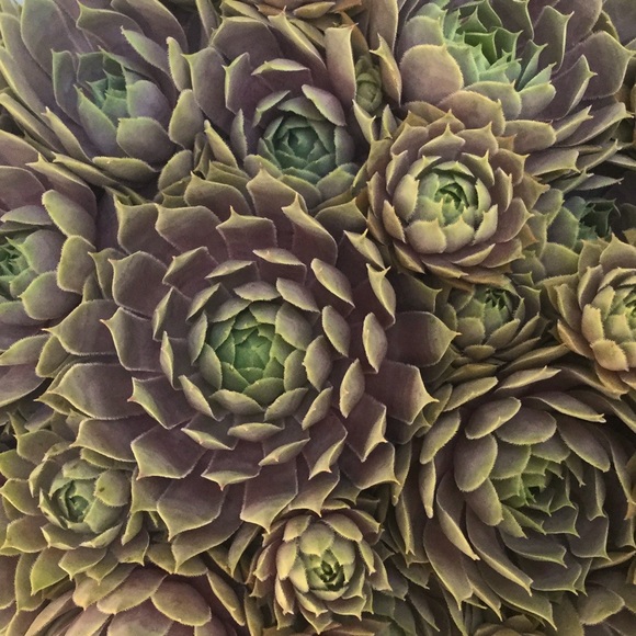 Meet your Posher, Kim - Picture 1 of 1